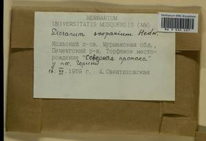 Dicranum scoparium Hedw., Гербарий мохообразных, Мхи - Карелия, Ленинградская и Мурманская области (B4) (Россия)