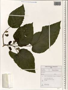 Шелковица белая L., Зарубежная Азия (ASIA) (Республика Корея)