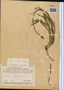 Козелец мелкоцветковый Jacq., Средняя Азия и Казахстан, Муюнкумы, Прибалхашье и Бетпак-Дала (M9) (Казахстан)