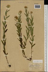 Pentanema salicinum subsp. asperum (Poir.) Mosyakin, Восточная Европа, Восточный район (E10) (Россия)