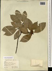 Quercus schottkyana Rehder & E.H.Wilson, Зарубежная Азия (ASIA) (КНР)