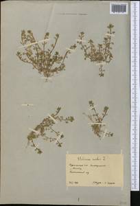 Звездчатка средняя, Мокрица (L.) Vill., Средняя Азия и Казахстан, Каракумы (M6) (Туркмения)