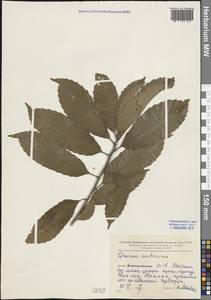 Quercus acutissima Carruth., Зарубежная Азия (ASIA) (КНР)