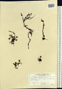 Камнеломка супротивнолистная L., Сибирь, Центральная Сибирь (S3) (Россия)