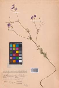 Delphinium consolida subsp. consolida, Восточная Европа, Нижневолжский район (E9) (Россия)