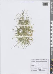 Звездчатка толстолистная Ehrh., Сибирь, Центральная Сибирь (S3) (Россия)