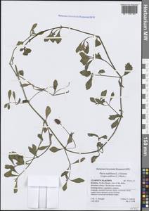 Фила узлоцветковая (L.) Greene, Зарубежная Азия (ASIA) (Йемен)