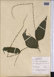 Persicaria virginiana (L.) Gaertn., Америка (AMER) (США)