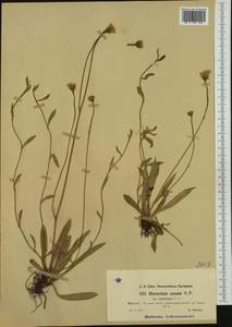 Pilosella acutifolia subsp. acutifolia, Западная Европа (EUR) (Чехия)