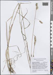 Ежа сборная L., Западная Европа (EUR) (Испания)