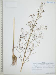 Частуха восточная (Sam.) Sam., Сибирь, Дальний Восток (S6) (Россия)