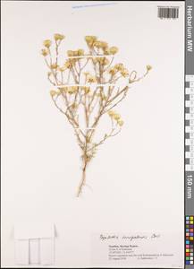Pegolettia senegalensis Cass., Африка (AFR) (Намибия)