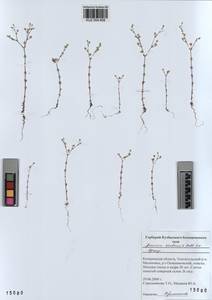 KUZ 004 608, Arenaria leptoclados subsp. leptoclados, Сибирь, Алтай и Саяны (S2) (Россия)