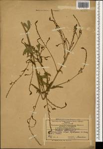 Вербена лекарственная L., Кавказ, Азербайджан (K6) (Азербайджан)