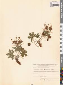 Герань волосистоцветковая DC., Сибирь, Чукотка и Камчатка (S7) (Россия)