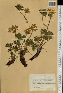 Anemonastrum narcissiflorum subsp. crinitum (Juz.) Raus, Сибирь, Алтай и Саяны (S2) (Россия)