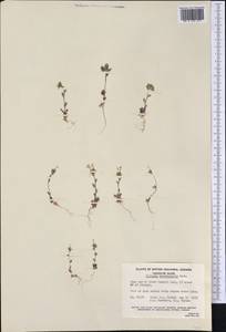 Collomia heterophylla Douglas ex Hook., Америка (AMER) (Канада)