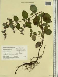 Мята душистая Ehrh., Восточная Европа, Центральный район (E4) (Россия)