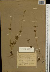 Лютик снеговой L., Сибирь, Чукотка и Камчатка (S7) (Россия)