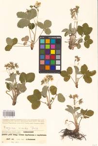 Земляника зеленая, Полуница Duchesne, Восточная Европа, Нижневолжский район (E9) (Россия)