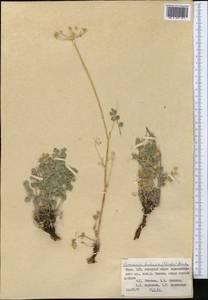 Semenovia bucharica (B.Fedtsch. ex Schischk.) Manden., Средняя Азия и Казахстан, Памир и Памиро-Алай (M2) (Таджикистан)