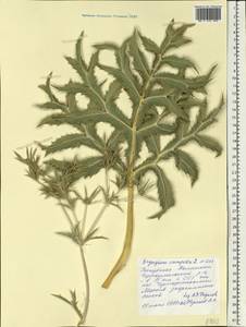 Синеголовник равнинный L., Восточная Европа, Нижневолжский район (E9) (Россия)