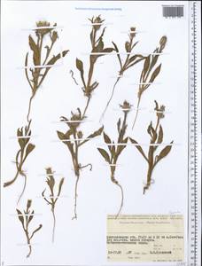 Asteraceae, Средняя Азия и Казахстан, Прикаспийский Устюрт и Северное Приаралье (M8) (Казахстан)