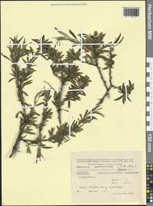 Prunus microcarpa C.A.Mey., Кавказ, Азербайджан (K6) (Азербайджан)
