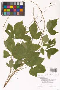 Rubus saxatilis × caesius, Восточная Европа, Северо-Западный район (E2) (Россия)