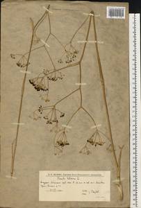 Ферула татарская Fisch. ex Spreng., Восточная Европа, Нижневолжский район (E9) (Россия)