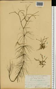 Лютик многолистный Waldst. & Kit. ex Willd., Восточная Европа, Центральный лесостепной район (E6) (Россия)