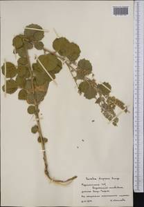 Cullen drupaceum (Bunge)C.H.Stirt., Средняя Азия и Казахстан, Копетдаг, Бадхыз, Малый и Большой Балхан (M1) (Туркмения)