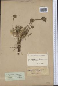 Окаймленноплодник белоокаймленный (Schrenk) Pimenov & Lavrova, Средняя Азия и Казахстан, Северный и Центральный Тянь-Шань (M4) (Киргизия)