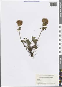 Tracheophyta, Кавказ, Грузия (K4) (Грузия)