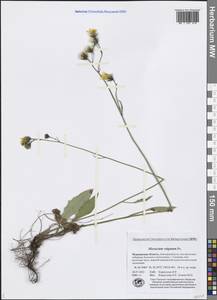Hieracium lachenalii subsp. cruentifolium (Dahlst. & Lübeck ex Dahlst.) Zahn, Восточная Европа, Северный район (E1) (Россия)