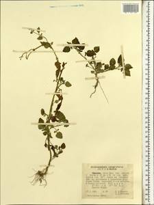 Дихроцефала цельнолистная (L. fil.) Kuntze, Африка (AFR) (Эфиопия)