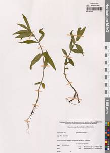 Вербейник кистецветный, Кизляк кистецветный L., Сибирь, Чукотка и Камчатка (S7) (Россия)