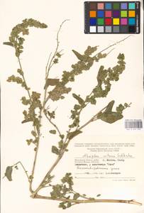 Лебеда стрелолистная, Лебеда лоснящаяся Borkh., Восточная Европа, Московская область и Москва (E4a) (Россия)