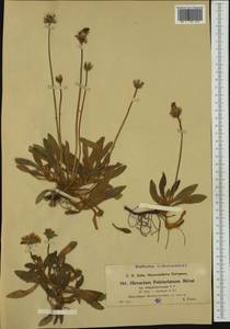 Pilosella peleteriana (Mérat) F. W. Schultz & Sch. Bip., Западная Европа (EUR) (Франция)