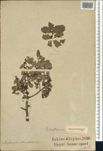 Mystroxylon aethiopicum subsp. aethiopicum, Африка (AFR) (ЮАР)