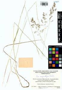 Poa pratensis subsp. pratensis, Сибирь, Прибайкалье и Забайкалье (S4) (Россия)