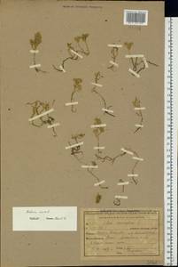Очиток едкий L., Восточная Европа, Центральный лесостепной район (E6) (Россия)