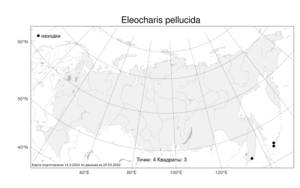Eleocharis pellucida, Болотница прозрачная J.Presl & C.Presl, Атлас флоры России (FLORUS) (Россия)