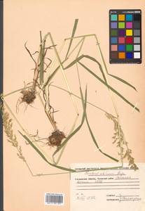 Sibirotrisetum sibiricum (Rupr.) Barberá, Сибирь, Чукотка и Камчатка (S7) (Россия)