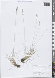 Овсяница овечья L., Восточная Европа, Северный район (E1) (Россия)
