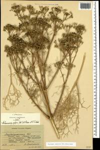 Двулакунница каспийская (DC.) Pimenov & V.N.Tikhom., Кавказ, Азербайджан (K6) (Азербайджан)