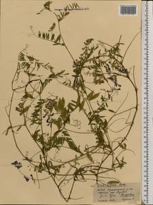 Горошек мохнатый Roth, Восточная Европа, Молдавия (E13a) (Молдавия)
