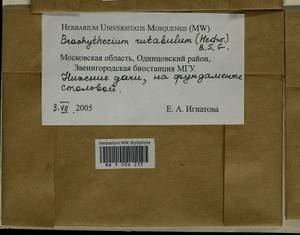 Brachythecium rutabulum (Hedw.) Schimp., Гербарий мохообразных, Мхи - Москва и Московская область (B6a) (Россия)