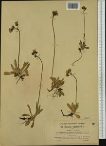 Pilosella corymbuloides (Arv.-Touv.) S. Bräut. & Greuter, Западная Европа (EUR) (Франция)