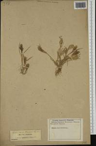 Булавоножка растопыренная (Gouan) Rchb., Западная Европа (EUR) (Франция)